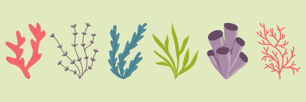 satz von meer- und aquarienwasserpflanze oder algen, unterwasserpflanzung, vektor - spirulina pacifica illustrations stock-grafiken, -clipart, -cartoons und -symbole