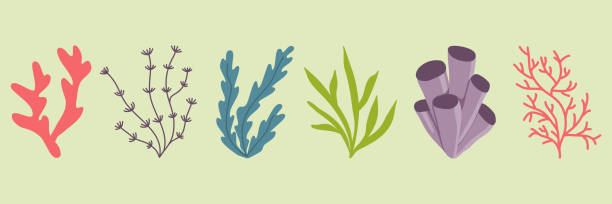 illustrazioni stock, clip art, cartoni animati e icone di tendenza di insieme di piante acquatiche o alghe di mare e acquari, piantagione subacquea, vettore - spirulina pacifica illustrations