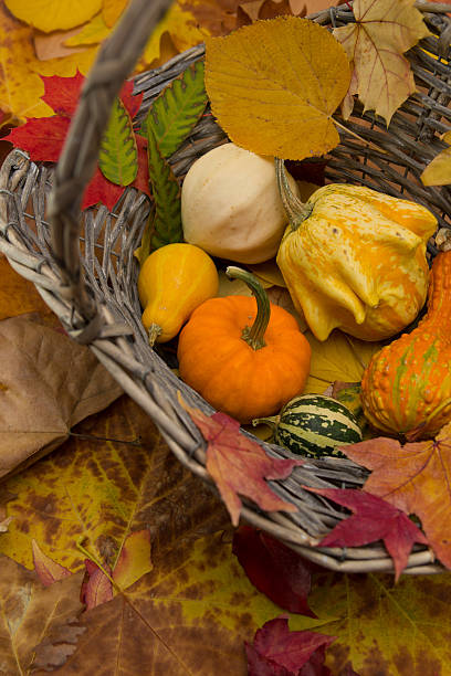 カボチャ、秋の葉 - squash pumpkin orange japanese fall foliage ストックフォトと画像