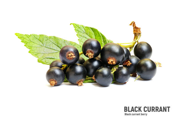 istock Black currants berry isolated on white background 1563373311