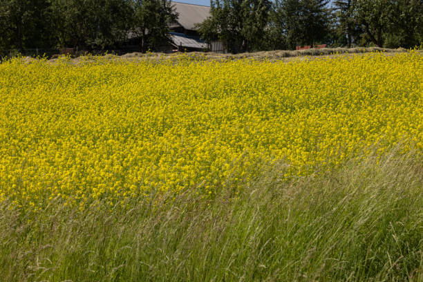 istock Cultivated field with blooming rape in bright yellow color 1563387072