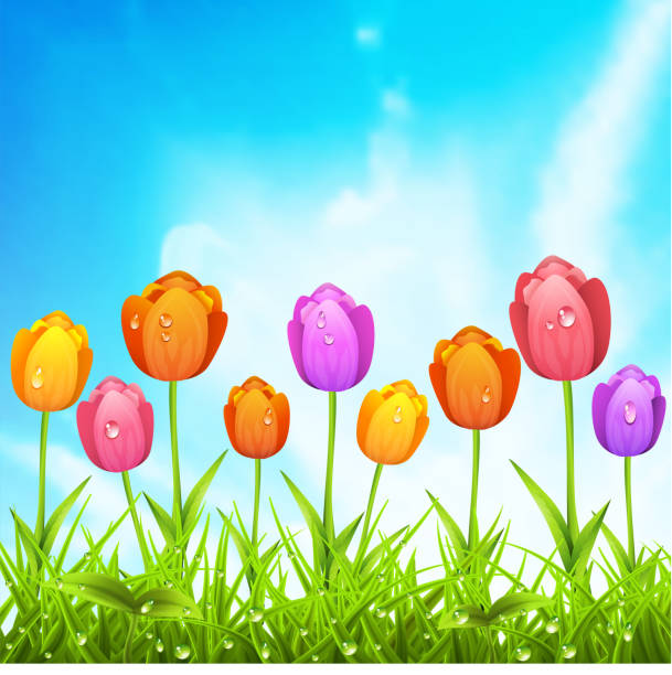 ilustrações, clipart, desenhos animados e ícones de paisagem de primavera - tulip field flower cloud