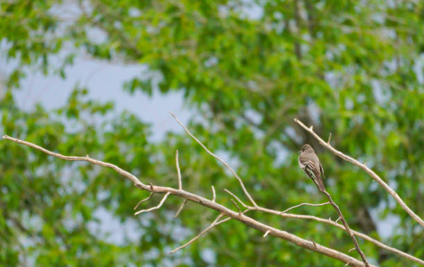istock Western Wood Peewee 1563391870