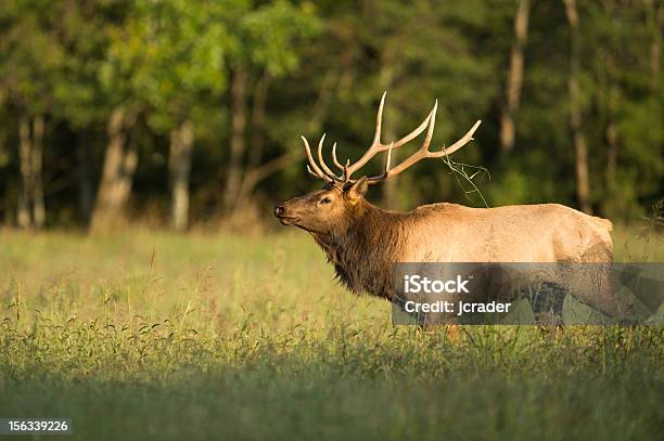 Bull Elk Maschio In Arkansas Campo - Fotografie stock e altre immagini di Adulto - Adulto, Albero, Ambientazione esterna