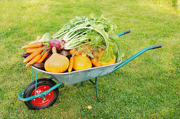 The new harvest. Many different vegetables lie in the garden cart