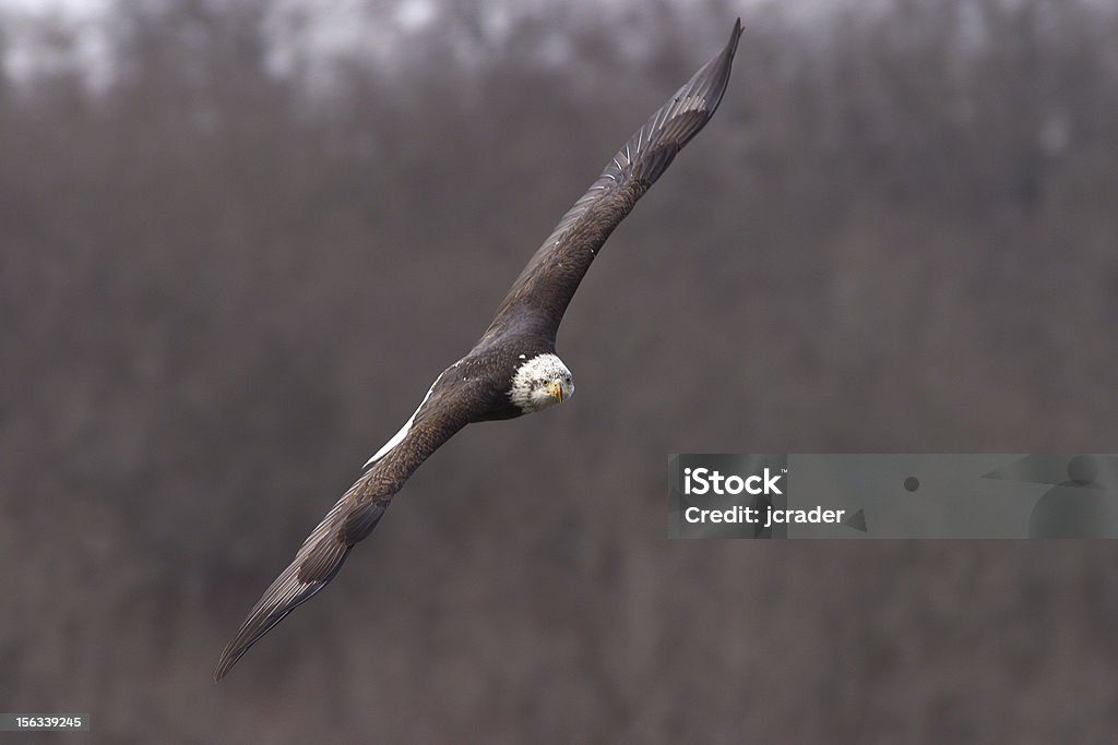 Bale eagle z skrzydła otworzyć lotu - Zbiór zdjęć royalty-free (Ameryka Północna)