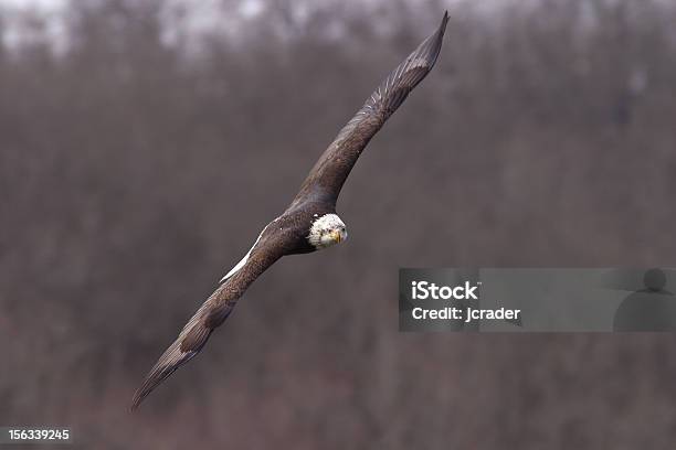 Fardo Águia Com As Asas Abertas Voo - Fotografias de stock e mais imagens de América do Norte - América do Norte, Animal selvagem, Arkansas