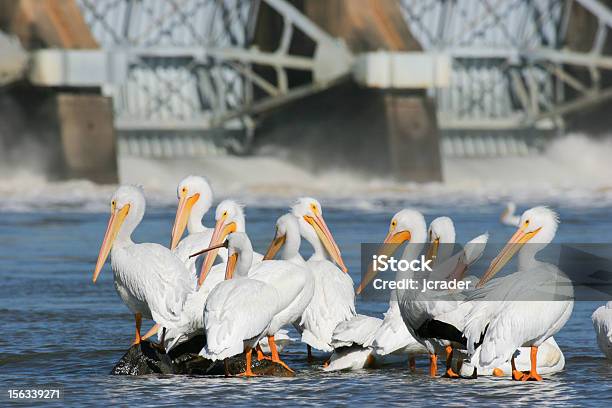 Grupo De Blanco Pelicans A Continuación Dam Sobre Río Arkansas Foto de stock y más banco de imágenes de Energía hidroeléctrica