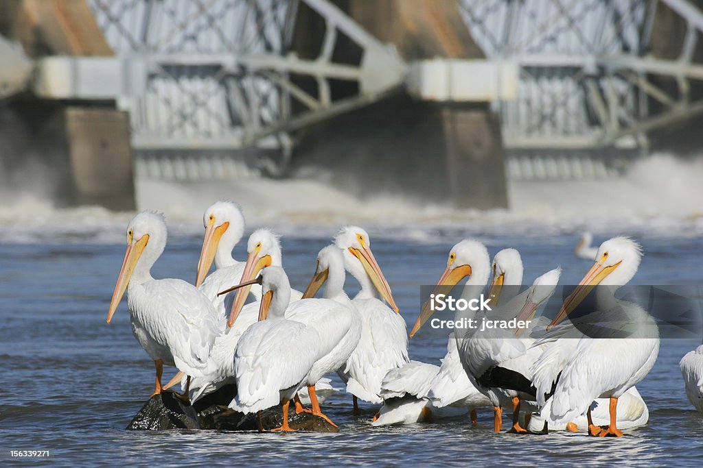 Grupo de branco Pelecanídeos abaixo barragem no Rio Arkansas - Royalty-free Energia hidroelétrica Foto de stock