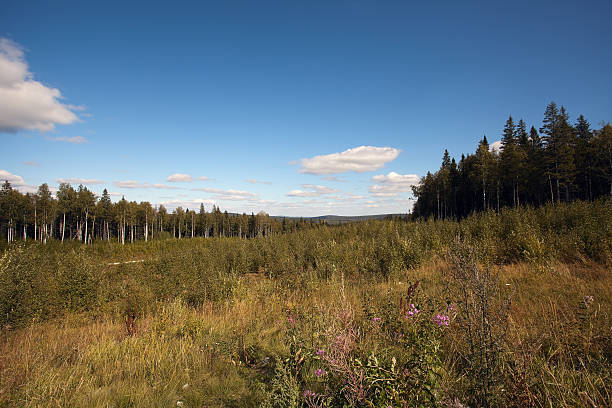 Landscape of Siberia Russia stock photo