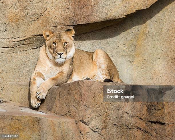 Afrikanische Löwin Stockfoto und mehr Bilder von Afrika - Afrika, Auf dem Bauch liegen, Einzelnes Tier