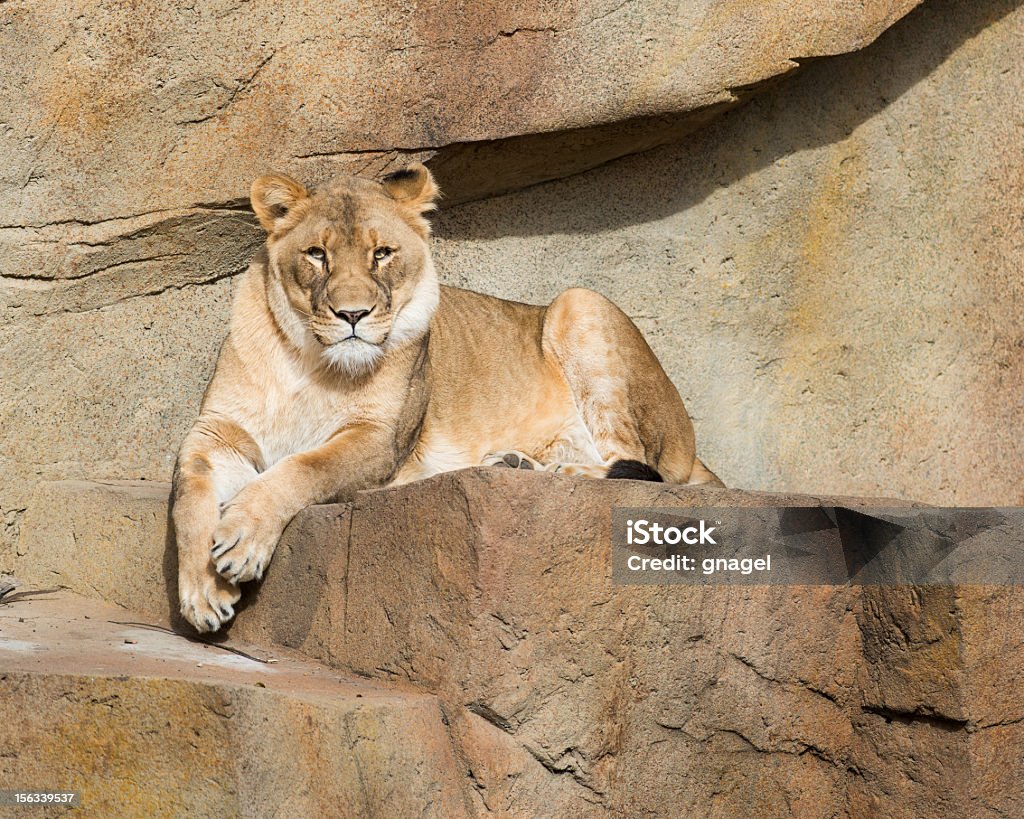 African lioness - Стоковые фото Африка роялти-фри