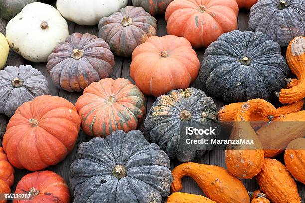 유색 Pumpkins 및 Gourds 배열된 다이아고날 계열용 0명에 대한 스톡 사진 및 기타 이미지 - 0명, 가을, 기울어진