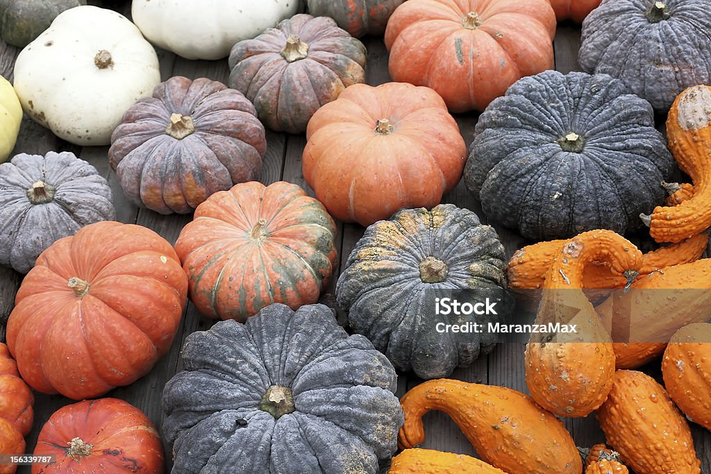 Cor abóboras e gourds disposto na diagonal linhas. - Royalty-free Abóbora-Menina - Cucúrbita Foto de stock