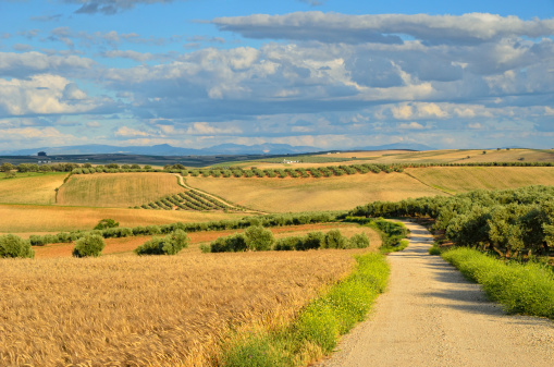 Aerial view of country road and cypress trees in Tuscany hills, Italy