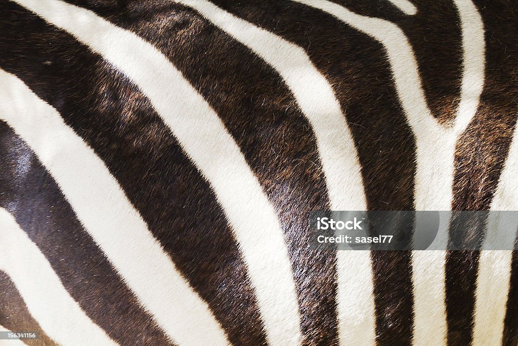 Contrassegni di una zebra - Foto stock royalty-free di Africa