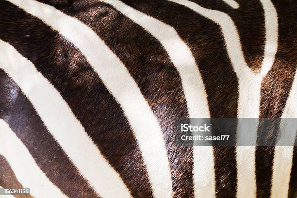 Markings Of A Zebra Stock Photo - Download Image Now - Abstract, Africa, Animal