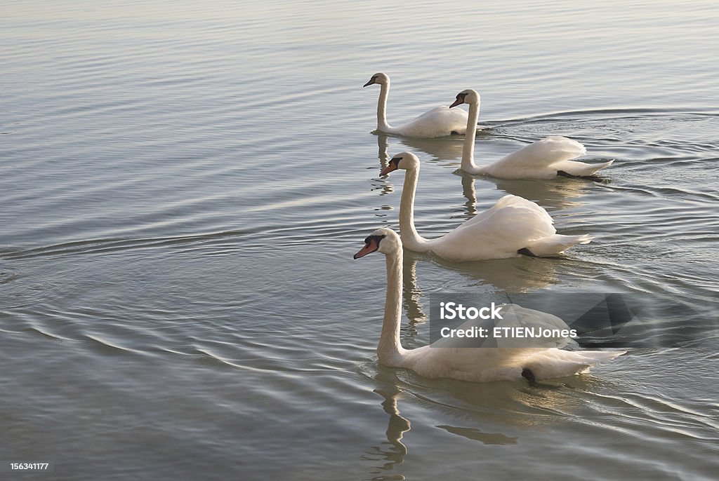 Swans In einer Reihe - Lizenzfrei Anmut Stock-Foto