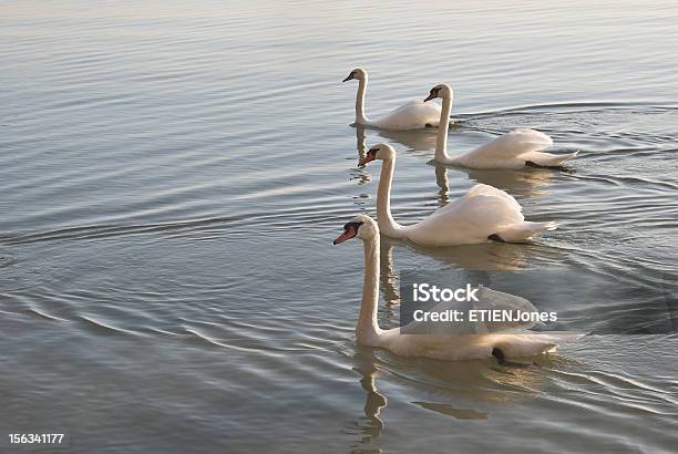 Swans In Einer Reihe Stockfoto und mehr Bilder von Anmut - Anmut, Eleganz, Fotografie