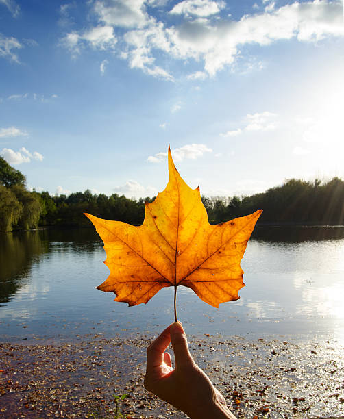 istock Autumn leaf in front of water. 156341284
