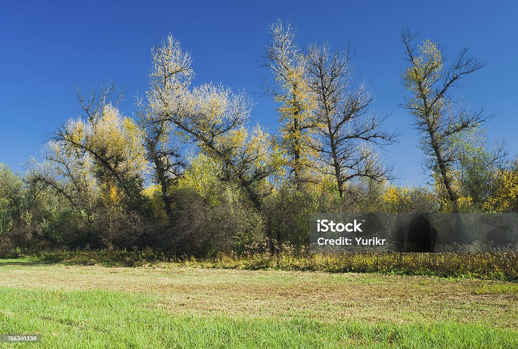 Ukrainian version of Ents trees Ukrainian version of Ents trees on an autumnal meadow. Ents are a race of beings in J. R. R. Tolkien's fantasy world Middle-earth who closely resemble trees Autumn Stock Photo
