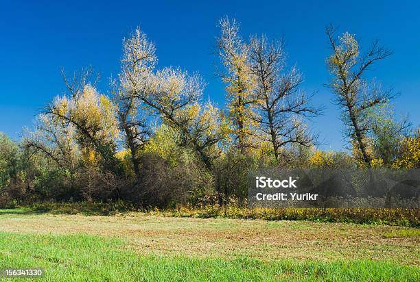 Ukrainian Version Of Ents Trees Stock Photo - Download Image Now - Autumn, Blue, Curve