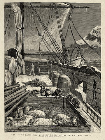 Vintage illustration of Sheep and Eskimo dogs on deck of HMS Alert during Arctic exploration, 1870s, Victorian 19th Century