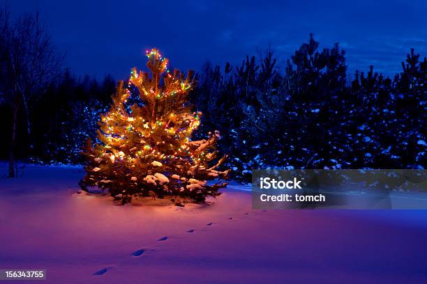 Weihnachtsbaum Im Wald Stockfoto und mehr Bilder von Abenddämmerung - Abenddämmerung, Baum, Beleuchtet