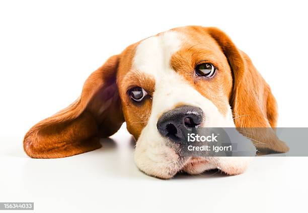 Beagle - Fotografie stock e altre immagini di Animale - Animale, Animale da compagnia, Animale domestico