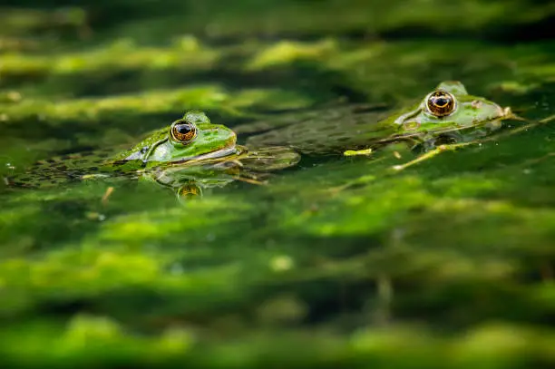 Two pool frog is swimming in water. Pelophylax lessonae in the vegetation area. European frog. Marsh frog.