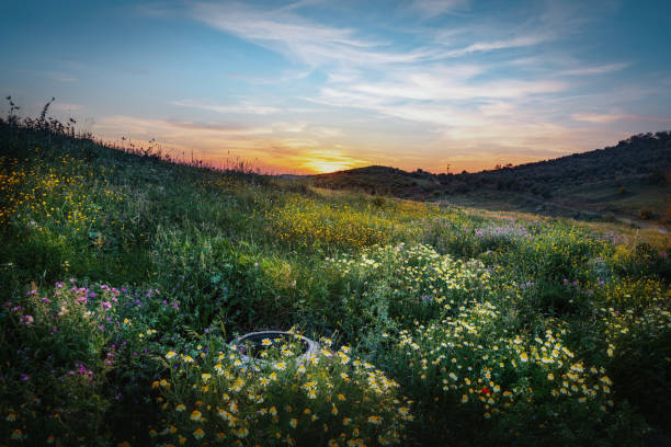 Free Stock Photo of Sunset over Field of Wildflowers | Download Free ...
