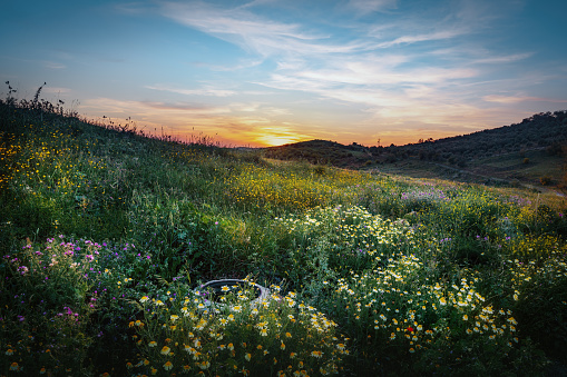 Field of flowers at sunset - Zahara de la Sierra, Andalusia, Spain