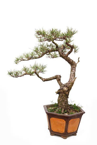 istock Informal upright style  bonsai tree on white 156345263