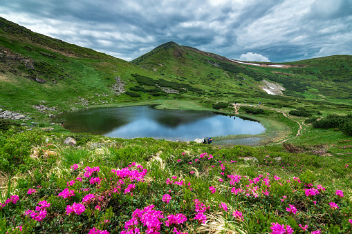 Lake Nesamovyte in Ukraine. Rhododendron flowers in the Carpathians. Mountain lake.