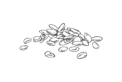 Sesame seeds heap hand drawn sketch style vector illustration isolated on white background. Sesame or til seeds spicy plant for food and oil packs design.