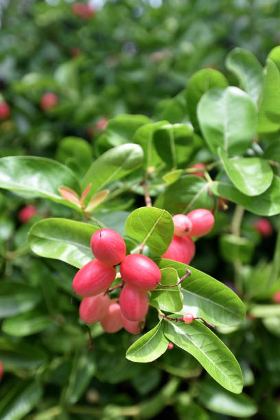 istock Karanda fruit blossom on tree, Carissa Carandas linn 1563504601