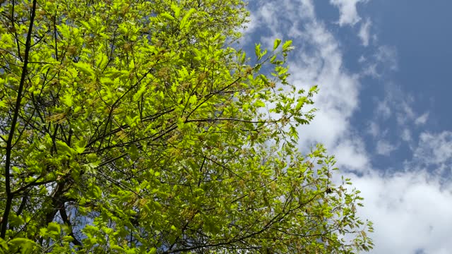 translucent spring oak foliage and oak catkins during flowering
