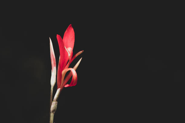 Beautiful parrot beak flower or coral gem flower (Lotus berthelotii).