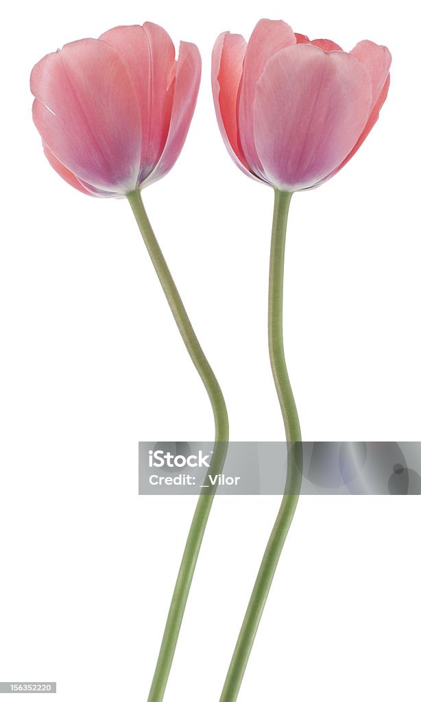 Tulipe - Photo de Bouquet de fleurs libre de droits