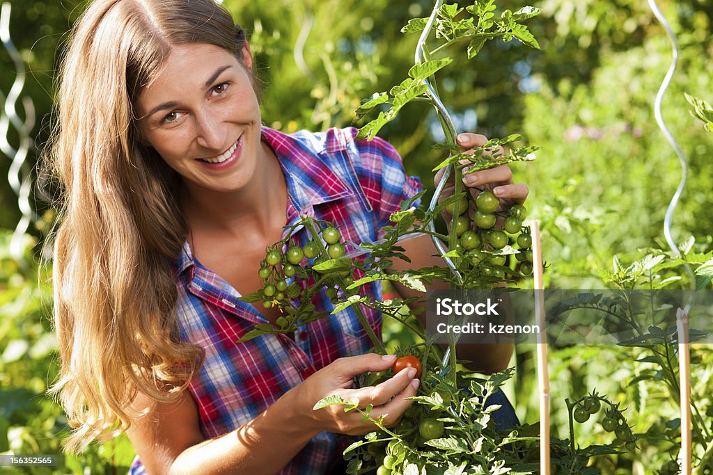 Gardening in summer - woman harvesting tomatoes Gardening in summer - happy woman harvesting tomatoes from bush Adult Stock Photo