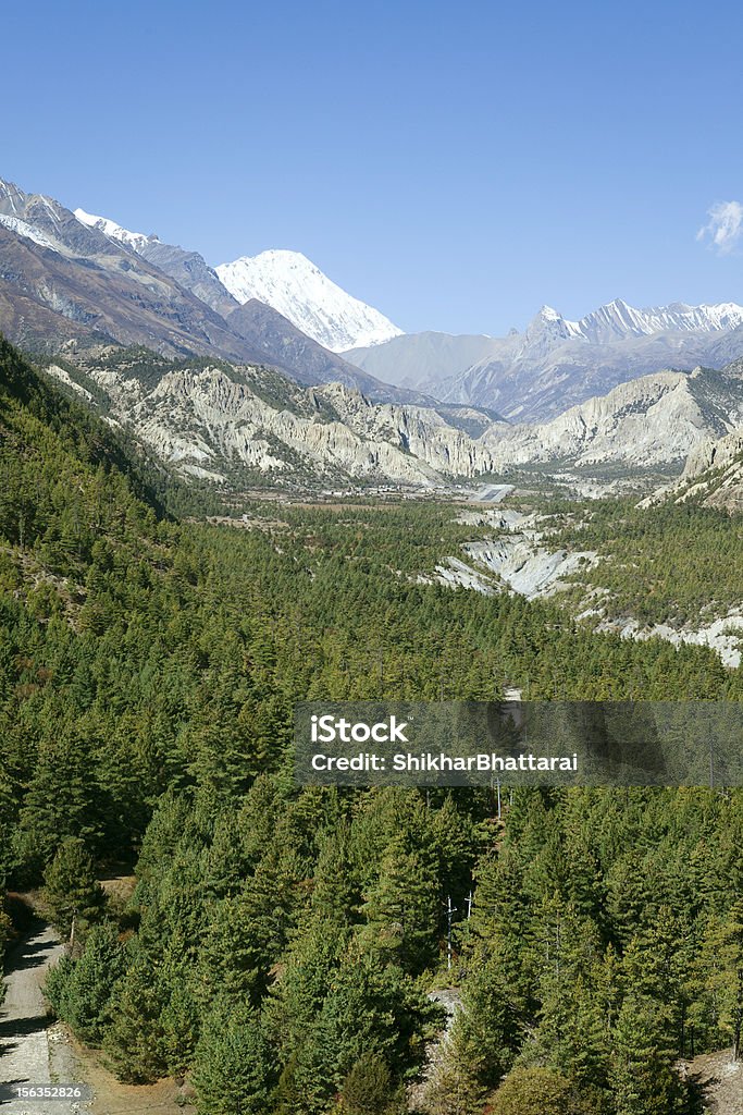 Bosque de pinos de Manang, Nepal. - Foto de stock de Aeropuerto libre de derechos