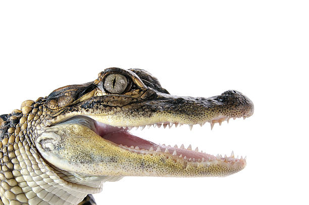 istock Close-up of an American Alligator's head over white backdrop 156352986