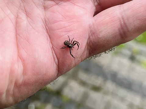 A small spider without one leg walking on a man's hand.