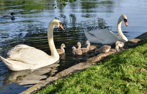 istock Family of swans with chicks 1563536331