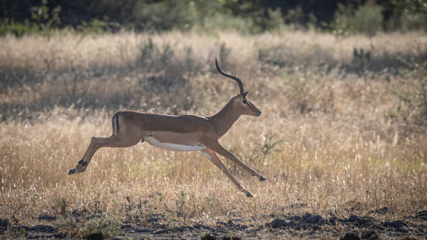 istock A male impala (Aepyceros melampus) running through grass. 1563540075
