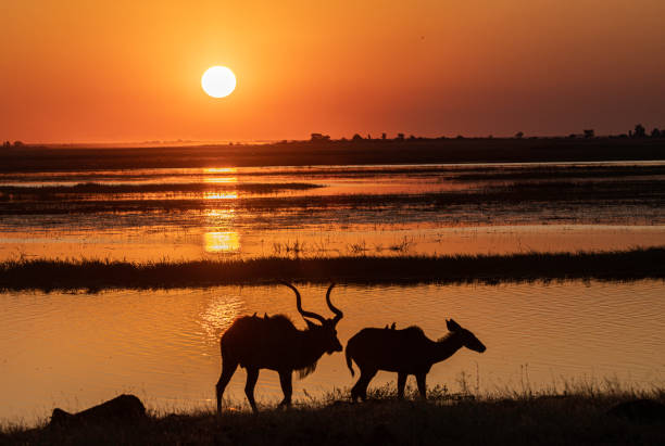 Greater Kudu (Tragelaphus strepsiceros) silhouetted against the River Chobe at sunset.