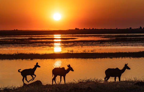 istock Greater Kudu (Tragelaphus strepsiceros) silhouetted against the River Chobe at sunset. 1563540106
