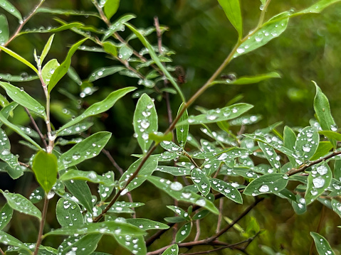 A young bush of meadowsweet of van Houtte - Spiraea vanhouttei without flowers and only with leaves with drops of water on them.