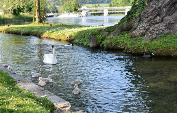 istock Mother swan with her chicks 1563542857
