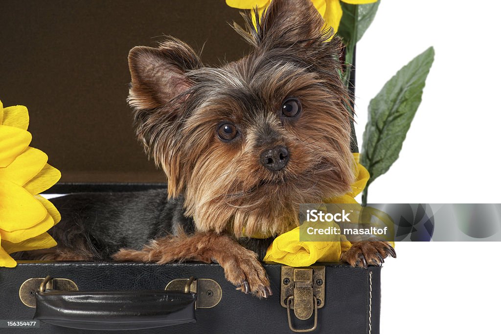 Terrier de Yorkshire - Foto de stock de Acostado libre de derechos